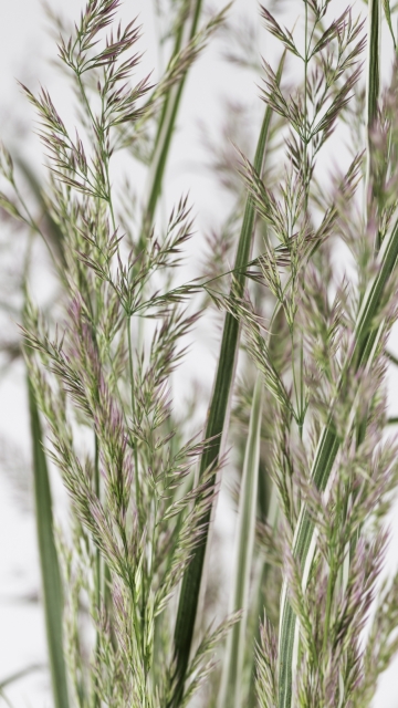 Calamagrostis x acutiflora